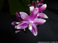 Photo : Phalaenopsis speciosa