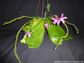 Photo : Phalaenopsis speciosa