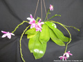 Photo : Phalaenopsis speciosa