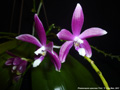 Photo : Phalaenopsis speciosa