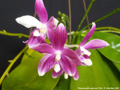 Photo : Phalaenopsis speciosa