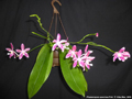 Photo : Phalaenopsis speciosa