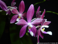 Photo : Phalaenopsis speciosa