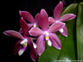 Photo : Phalaenopsis speciosa