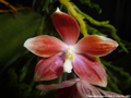 Photo : Phalaenopsis speciosa