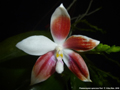 Photo : Phalaenopsis speciosa