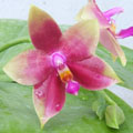 Photo : Chantawisurt Orchids