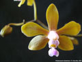 Photo : Phalaenopsis stobartiana