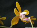 Photo : Phalaenopsis stobartiana