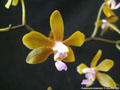 Photo : Phalaenopsis stobartiana