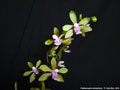 Photo : Phalaenopsis stobartiana