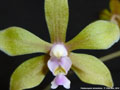 Photo : Phalaenopsis stobartiana