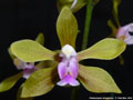 Photo : Phalaenopsis stobartiana
