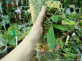 Photo : Phalaenopsis Stromini