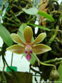 Photo : Phalaenopsis Stromini