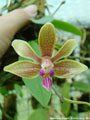 Photo : Phalaenopsis Stromini