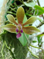 Photo : Phalaenopsis Stromini