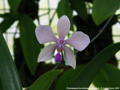 Photo : Phalaenopsis Zen