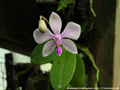 Photo : Phalaenopsis Zen