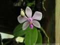 Photo : Phalaenopsis Zen