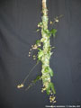 Photo : Phalaenopsis stobartiana