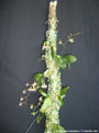 Photo : Phalaenopsis stobartiana