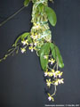 Photo : Phalaenopsis stobartiana