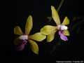 Photo : Phalaenopsis stobartiana