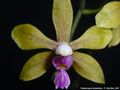 Photo : Phalaenopsis stobartiana