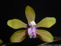 Photo : Phalaenopsis stobartiana