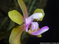 Photo : Phalaenopsis stobartiana
