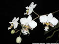 Photo : Phalaenopsis stuartiana
