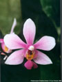 Photo : Phalaenopsis Christine Dream
