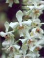 Photo : Phalaenopsis Little Dragon