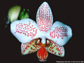 Photo : Phalaenopsis Tetra Star