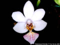Photo : Phalaenopsis Paris Star