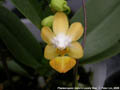 Photo : Phalaenopsis Jiaho's Lovely Star
