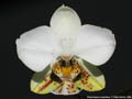 Photo : Phalaenopsis stuartiana