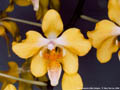 Photo : Phalaenopsis Little Dragon