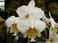 Photo : Phalaenopsis stuartiana