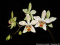 Photo : Phalaenopsis Zuma's Angelita