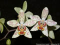Photo : Phalaenopsis Zuma's Angelita
