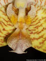 Photo : Phalaenopsis New Wave