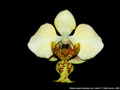 Photo : Phalaenopsis stuartiana
