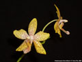 Photo : Phalaenopsis Alice Millard