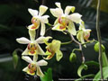 Photo : Phalaenopsis Zuma's Angelita