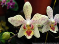 Photo : Phalaenopsis Zuma's Angelita