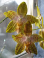 Photo : Phalaenopsis New Wave