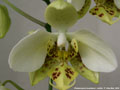 Photo : Phalaenopsis stuartiana