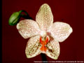 Photo : Phalaenopsis Gretchen